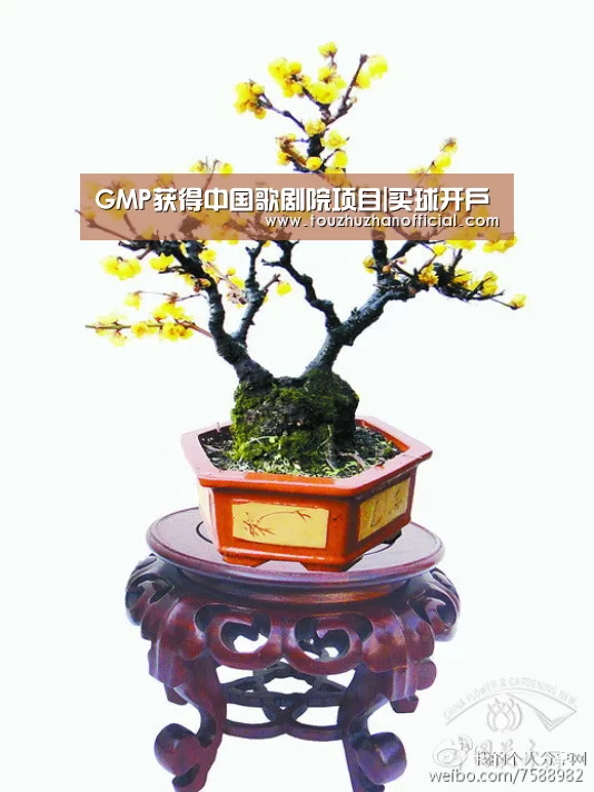 买球appapp